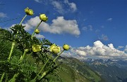 89 Scendendo dal Passo di Lemma sul sent. 116 pulsatille alpine sulfuree
